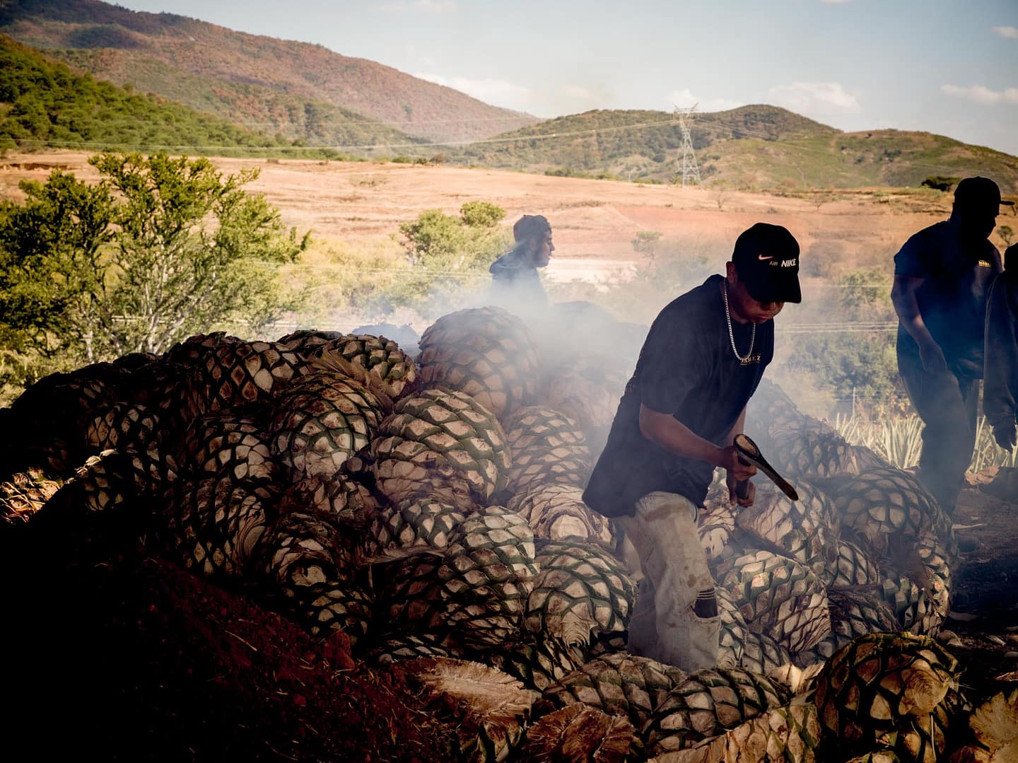 Agave Pinas being placed on a fire for roasting in preparation for mezcal production in Oaxaca Mexico