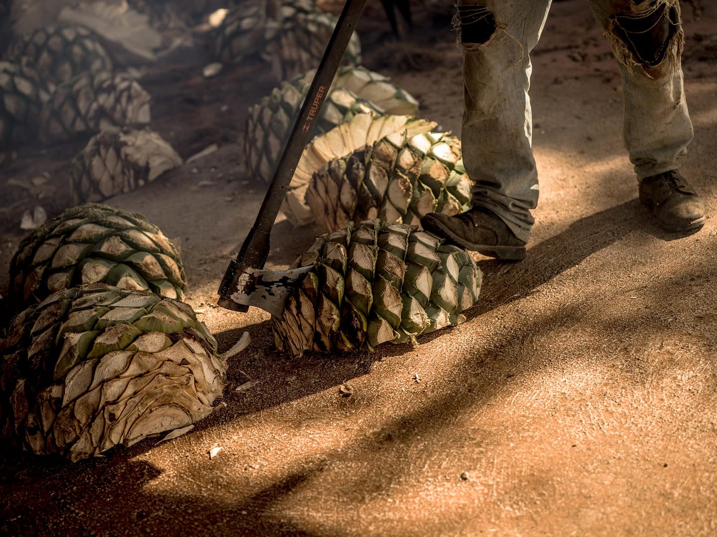 A detail of an Agave Pina being cut for mezcal production in Oaxaca Mexico