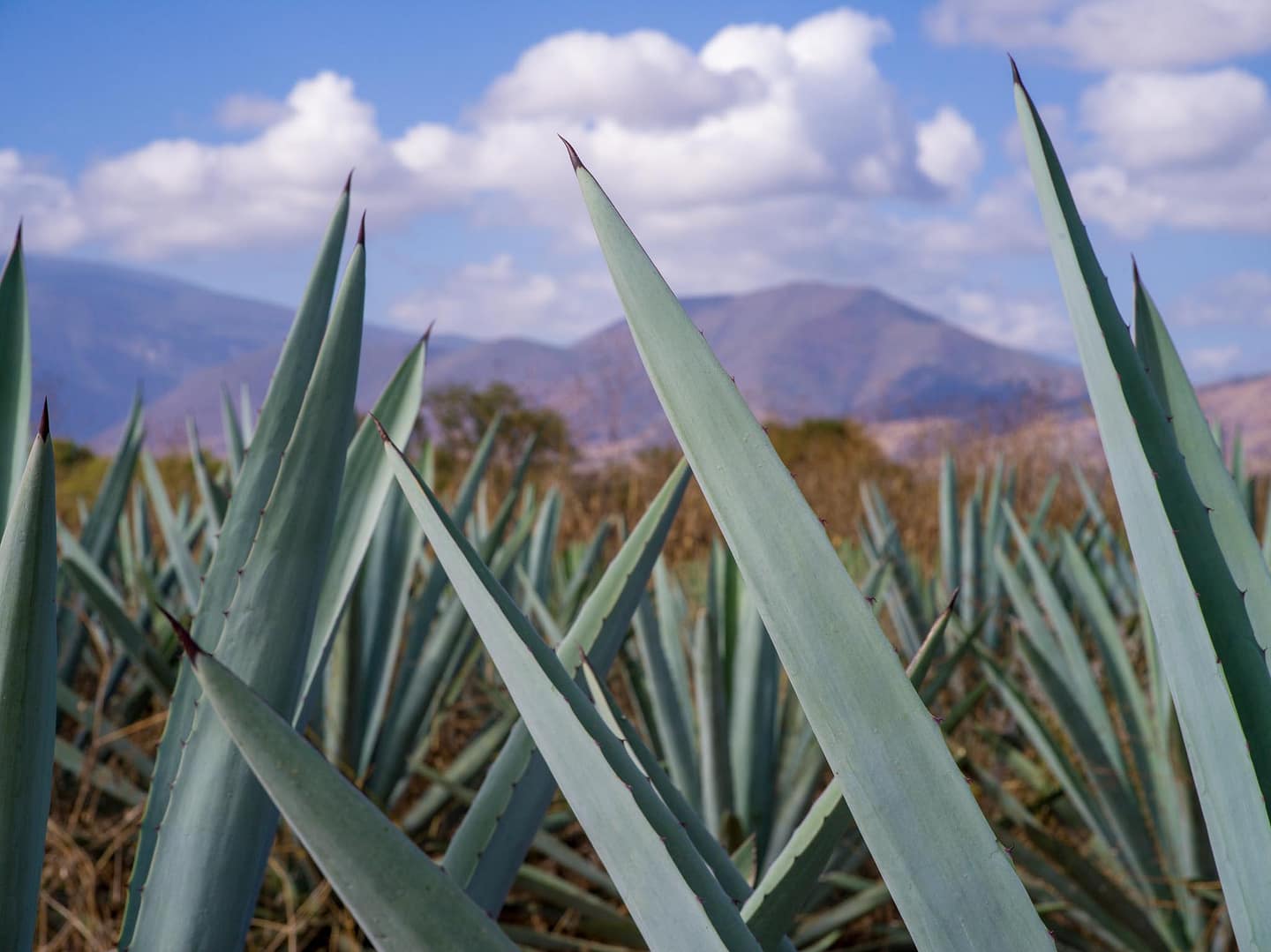 Documentary Photography by Chris Rank of a detail of agave as it grows in a valley in Oaxaca, Mexico