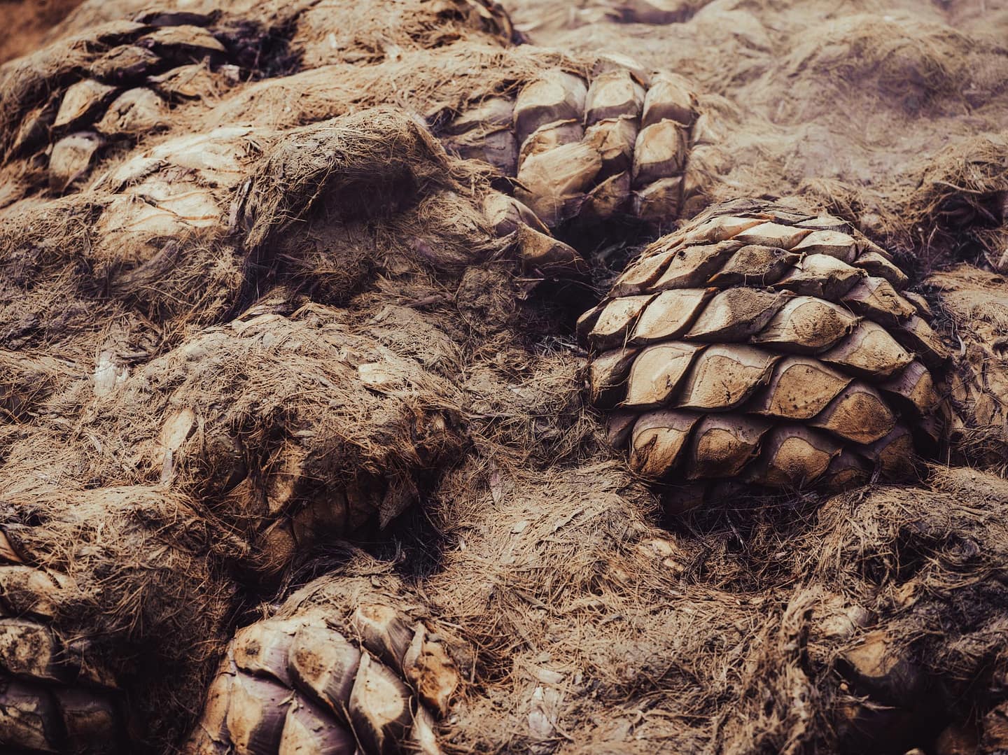 Roasted Agave Pinas smoke in a fire for roasting in preparation for mezcal production in Oaxaca Mexico