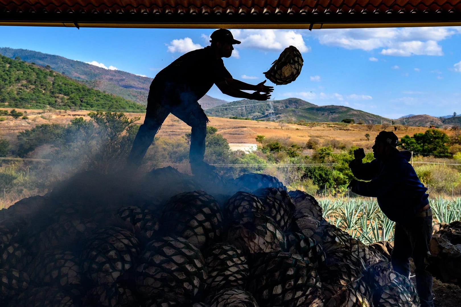 Agave is prepared for Mezcal Production in a photograph by Chris Rank in Oaxaca Mexico