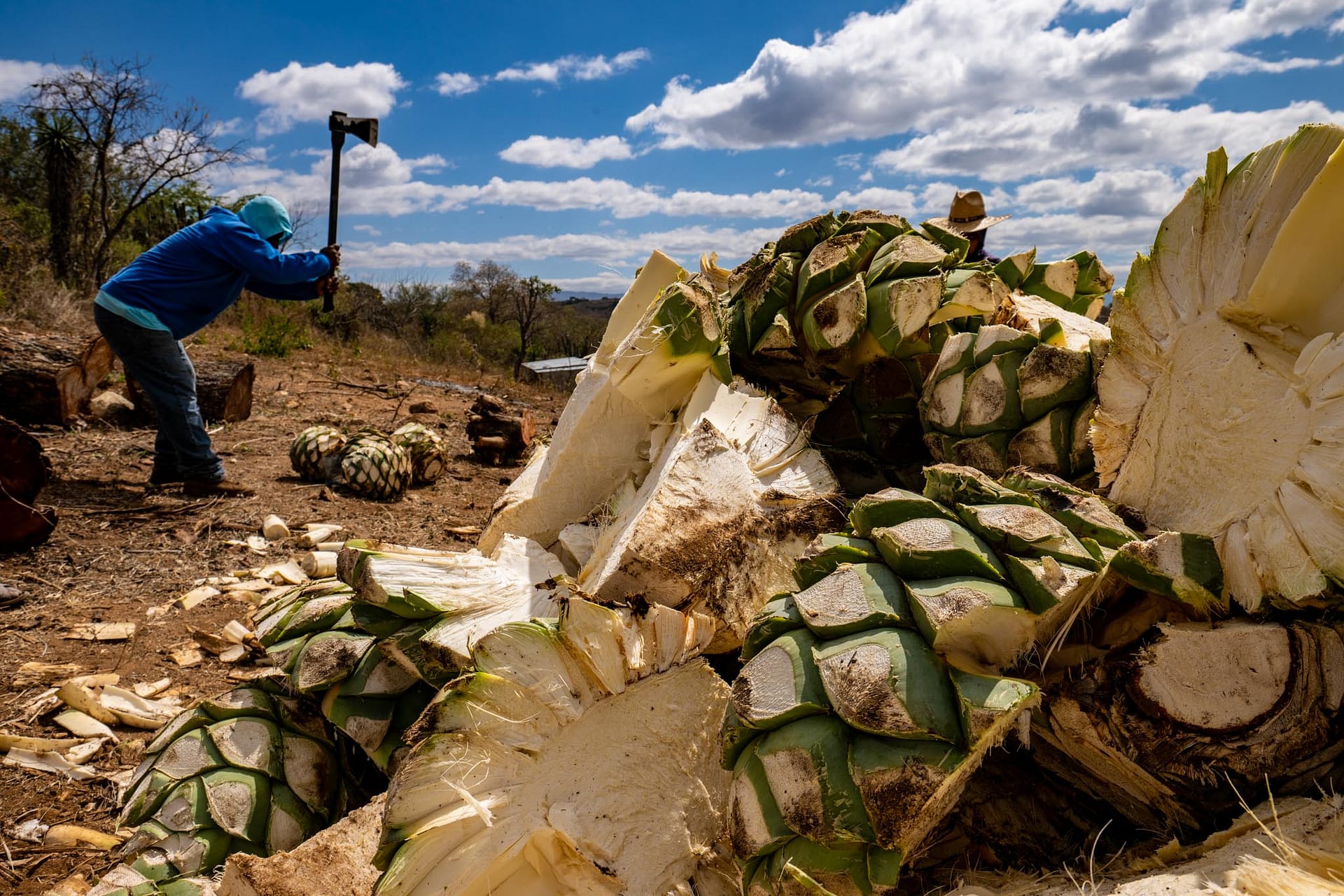 Agave Pines are cut and prepared for Mezcal production