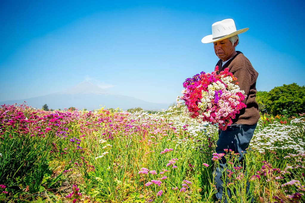 Photograph by Chris Rank of A worker harvests flowers at the base of a volcano in Puebla Mexico
