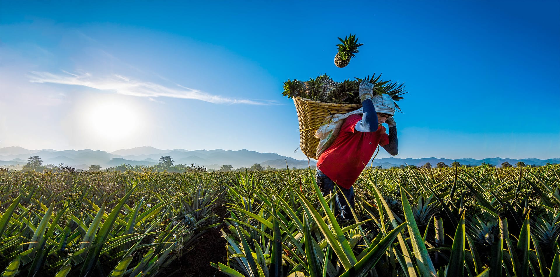 A photograph by Chris Rank of a worker Harvesting Pineapples in a field outside Puerto Vallarta Mexico